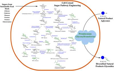 Diversifying Natural Products with Promiscuous Glycosyltransferase Enzymes via a Sustainable Microbial Fermentation Approach